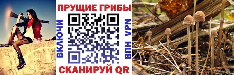 продажа наркотиков  Димитровград  Псилоцибиновые грибы Psilocybine cubensis 